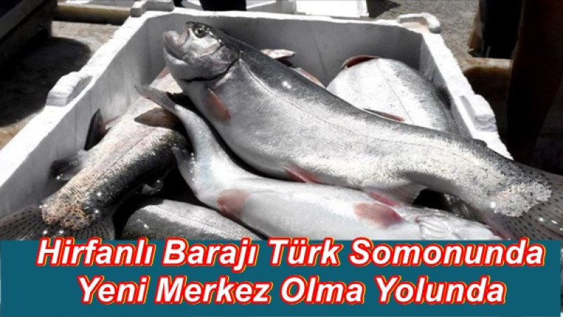 Hirfanlı Baraj Balığı